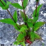 Epilobium duriaei Liść