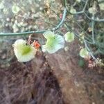 Rumex induratus ফুল