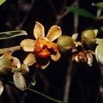 Hibbertia podocarpifolia Vrucht