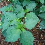 Solanum physalifolium Liść