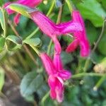 Salvia buchananii Flower