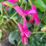 Salvia buchananii 花