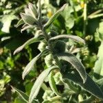 Nonea vesicaria Hoja