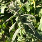 Nonea vesicaria Blatt