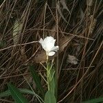 Nerium oleander Blomst