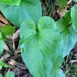 Arisarum vulgareBlad