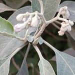 Solanum mauritianumVirág