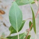 Salix acmophylla Leaf
