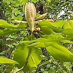 Magnolia tripetala Hostoa