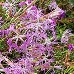 Dianthus superbus പുഷ്പം