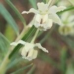 Gomphocarpus fruticosus Flower