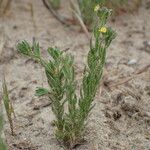 Linaria arenaria Habitus