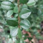 Myrsine africana Likasa