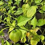 Physalis philadelphica Leht