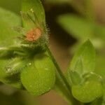 Stellaria pallida മറ്റ്