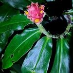 Costus curvibracteatus പുഷ്പം