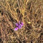 Vigna frutescens Habitus