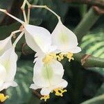 Begonia undulata Flower