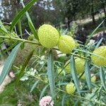 Gomphocarpus physocarpusFruit