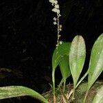 Stelis superbiens Drugo