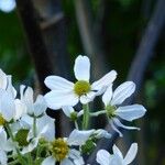 Montanoa hibiscifolia 花