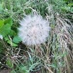 Tragopogon dubius Fruit