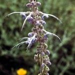 Trichostema parishii Flower