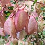 Colutea arborescens Fruit