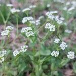 Valeriana woodsiana Květ