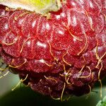 Rubus idaeus फल