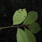 Trichilia schomburgkii Leht