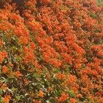 Tecomaria capensis Blüte
