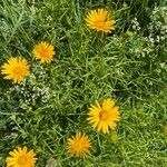 Inula ensifolia 花