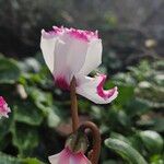 Cyclamen spp. Kvet