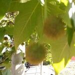 Platanus orientalis Fruit