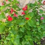 Salvia microphylla花