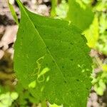 Impatiens parviflora Leaf