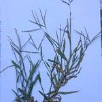 Urochloa panicoides 花