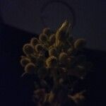Andryala integrifolia Flower