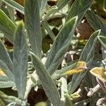 Convolvulus oleifolius Leaf