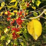 Ilex decidua Плод