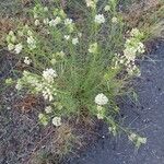 Asclepias subverticillata