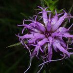 Liatris squarrosa Kukka