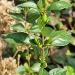 Ligustrum ovalifoliumBlad