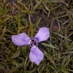 Herbertia lahue Flower