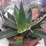 Agave titanotaBlatt