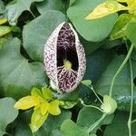 Aristolochia littoralis Blüte