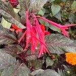 Fuchsia triphyllaFlor