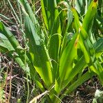 Scilla hyacinthoides Fuelha