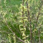 Salix eleagnos 花